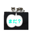 猫のスタンプ(りる)（個別スタンプ：11）