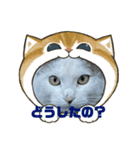 みーこ！（個別スタンプ：6）