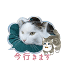 みーこ！（個別スタンプ：8）