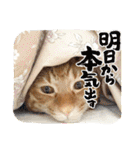 なつめThe orange tabby（個別スタンプ：1）