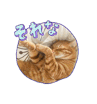 なつめThe orange tabby（個別スタンプ：3）