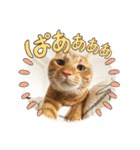 なつめThe orange tabby（個別スタンプ：4）