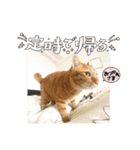 なつめThe orange tabby（個別スタンプ：6）