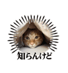なつめThe orange tabby（個別スタンプ：7）