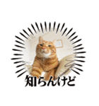 なつめThe orange tabby（個別スタンプ：8）