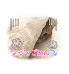 なつめThe orange tabby（個別スタンプ：11）