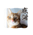 なつめThe orange tabby（個別スタンプ：13）