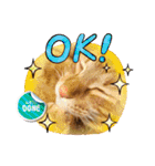 なつめThe orange tabby（個別スタンプ：14）