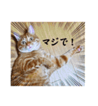 なつめThe orange tabby（個別スタンプ：16）