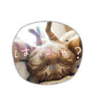 なつめThe orange tabby（個別スタンプ：17）