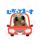 なつめThe orange tabby（個別スタンプ：18）