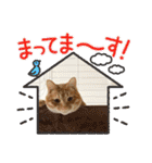 なつめThe orange tabby（個別スタンプ：19）