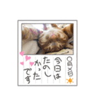 なつめThe orange tabby（個別スタンプ：21）
