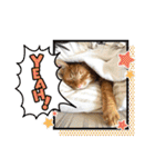 なつめThe orange tabby（個別スタンプ：22）