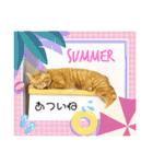 なつめThe orange tabby（個別スタンプ：24）