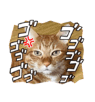 なつめThe orange tabby（個別スタンプ：25）