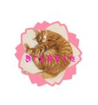 なつめThe orange tabby（個別スタンプ：26）