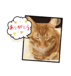 なつめThe orange tabby（個別スタンプ：27）