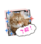 なつめThe orange tabby（個別スタンプ：28）
