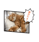 なつめThe orange tabby（個別スタンプ：29）