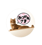 なつめThe orange tabby（個別スタンプ：32）