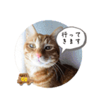 なつめThe orange tabby（個別スタンプ：33）