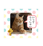 なつめThe orange tabby（個別スタンプ：34）