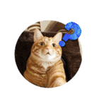 なつめThe orange tabby（個別スタンプ：35）
