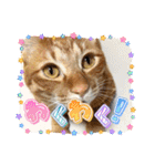 なつめThe orange tabby（個別スタンプ：37）