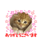 CAT CAT CATこねこ（個別スタンプ：1）