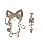 日常で使いやすいキジシロねこ（個別スタンプ：5）