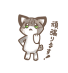 日常で使いやすいキジシロねこ（個別スタンプ：17）