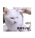 1階ねこーずスタンプ2021年から2023（個別スタンプ：7）
