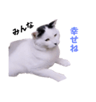 1階ねこーずスタンプ2021年から2023（個別スタンプ：11）