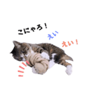 1階ねこーずスタンプ2021年から2023（個別スタンプ：18）