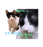1階ねこーずスタンプ2021年から2023（個別スタンプ：19）