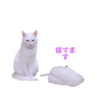 1階ねこーずスタンプ2021年から2023（個別スタンプ：37）