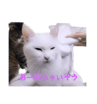 1階ねこーずスタンプ2021年から2023（個別スタンプ：39）