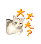 【公式】乱痴気の日常スタンプ（個別スタンプ：5）