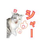 【公式】乱痴気の日常スタンプ（個別スタンプ：13）
