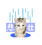 【公式】乱痴気の日常スタンプ（個別スタンプ：15）