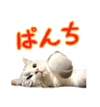 【公式】乱痴気の日常スタンプ（個別スタンプ：16）