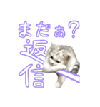 【公式】乱痴気の日常スタンプ（個別スタンプ：20）