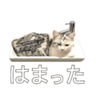 【公式】乱痴気の日常スタンプ（個別スタンプ：21）