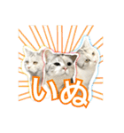 【公式】乱痴気の日常スタンプ（個別スタンプ：25）