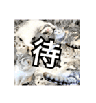 【公式】乱痴気の日常スタンプ（個別スタンプ：28）