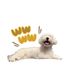 愛犬ジルちゃん！④（個別スタンプ：1）
