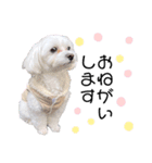 愛犬ジルちゃん！④（個別スタンプ：2）