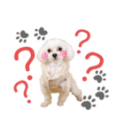 愛犬ジルちゃん！④（個別スタンプ：3）