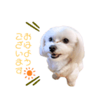 愛犬ジルちゃん！④（個別スタンプ：4）